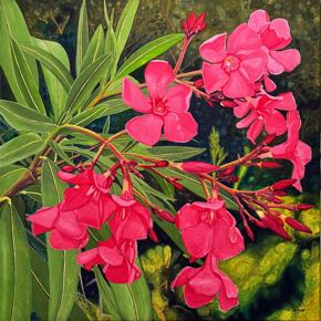 Oleander