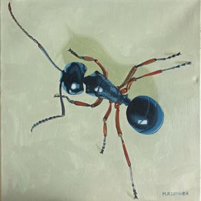 Camponotus