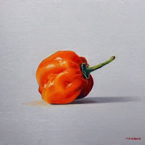 Habanera Chili Pepper